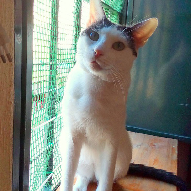 Kovu