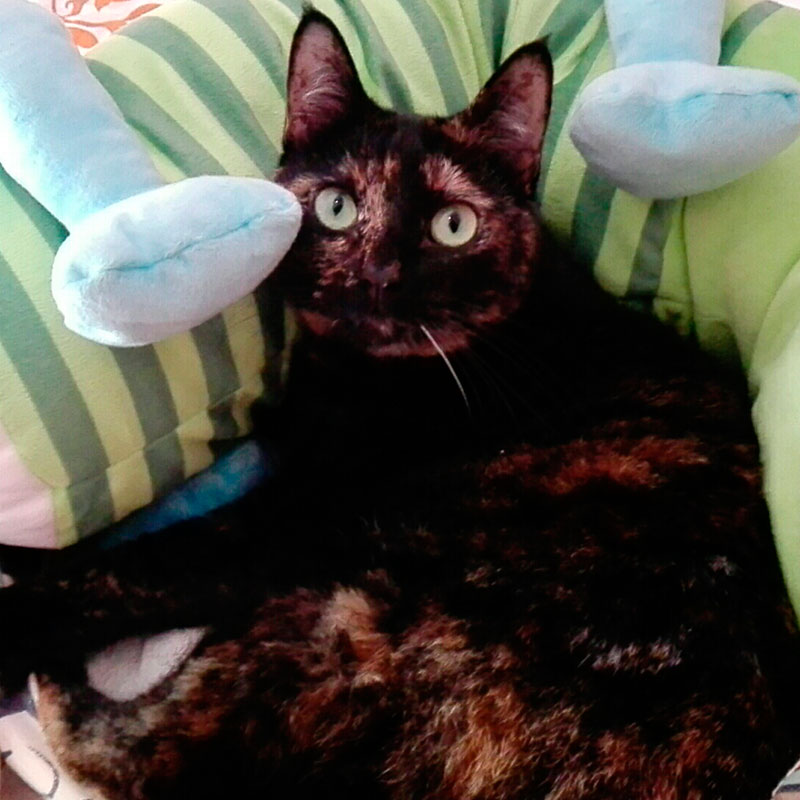 Leire
