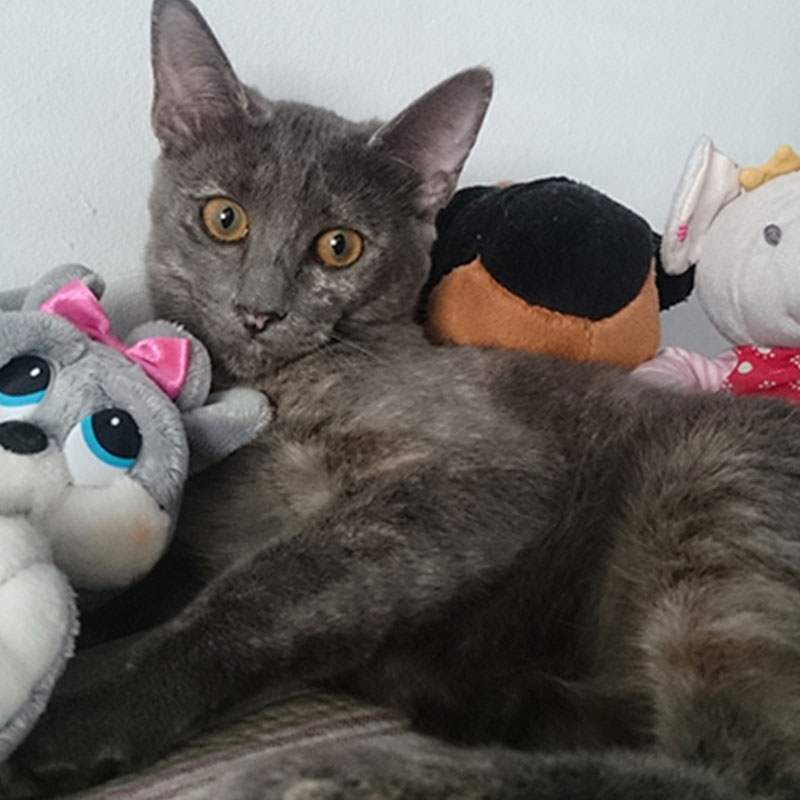 Vilma