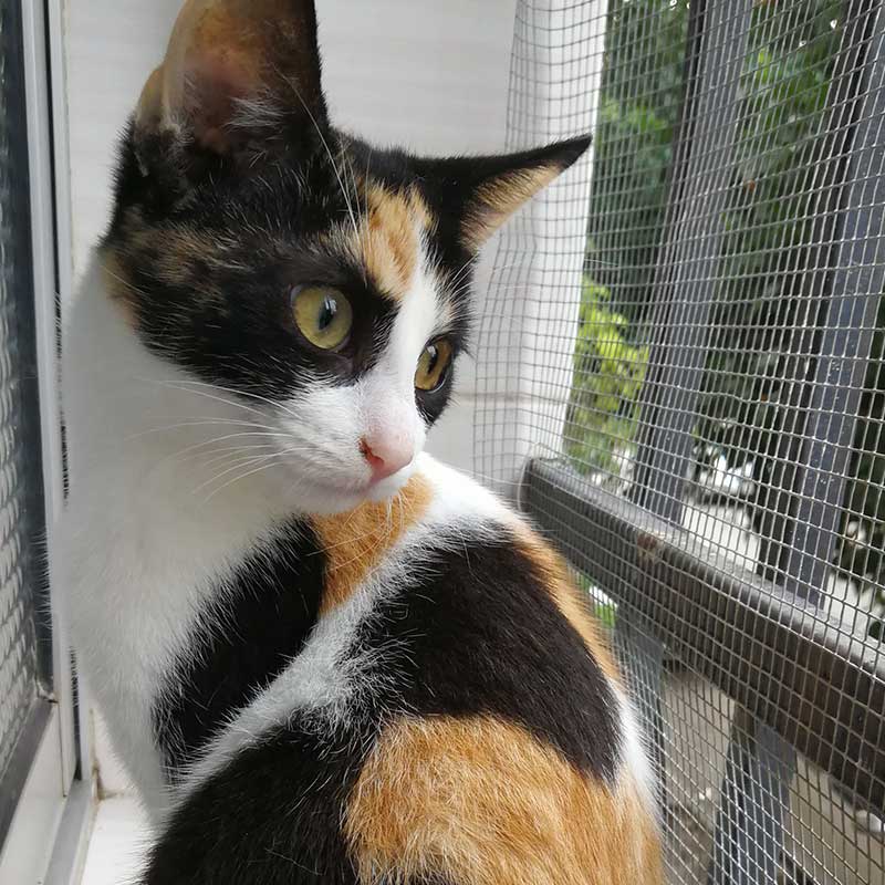 Pili