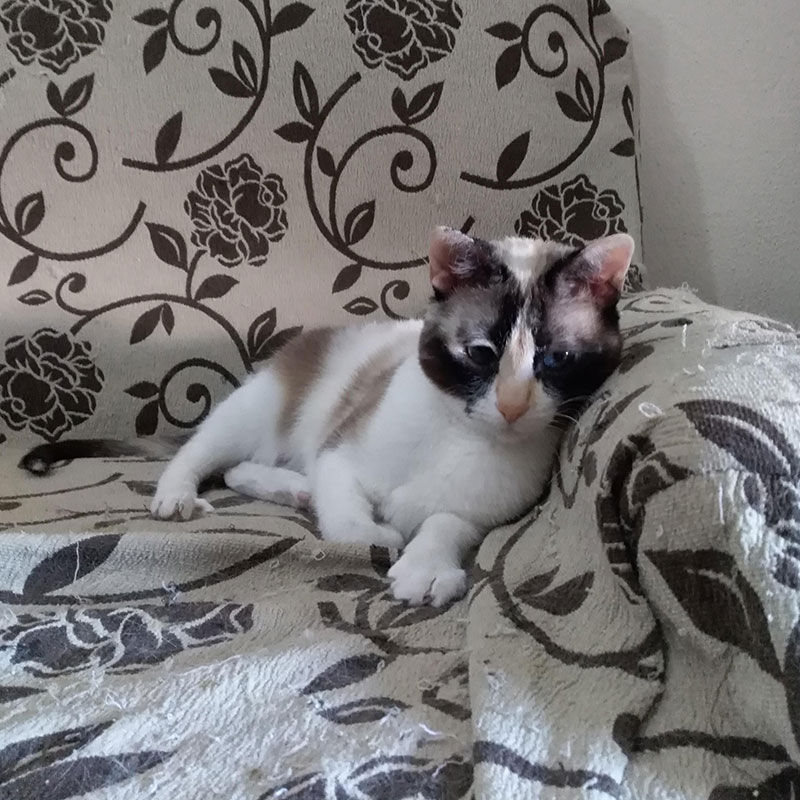 Blanca