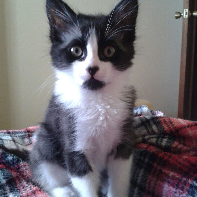 Milo