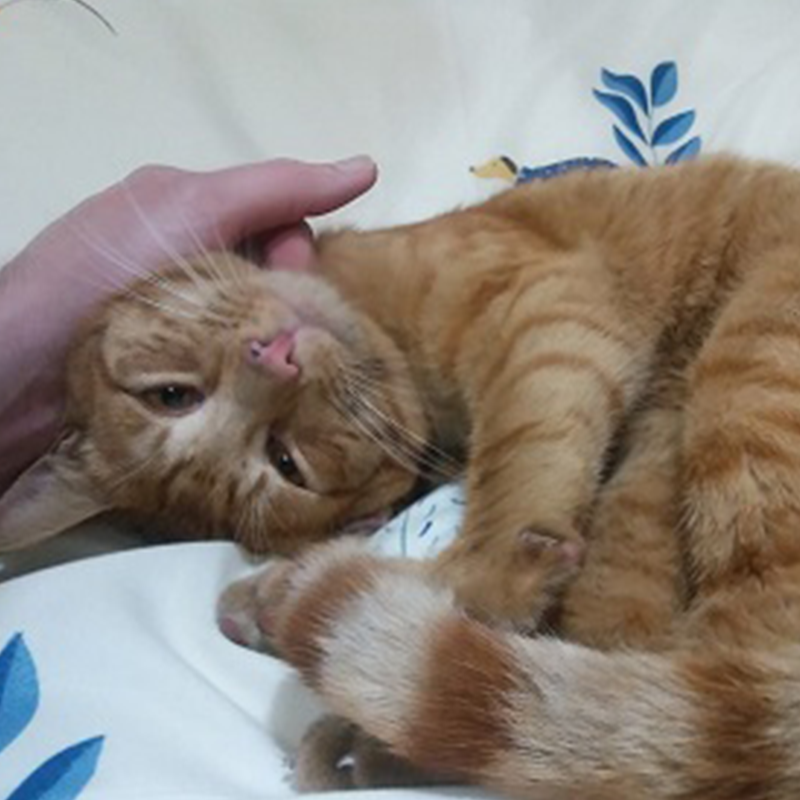 Teddy