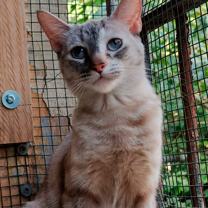 Perla