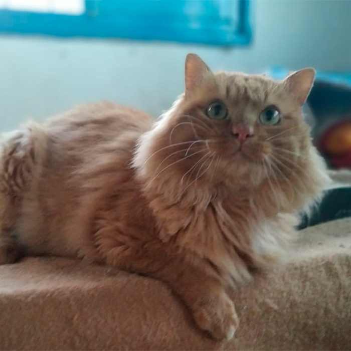 Oliver