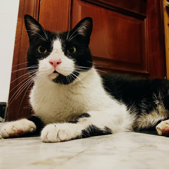Milo