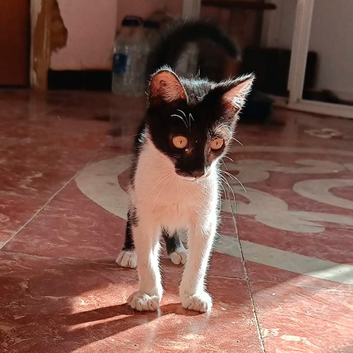 Mushu