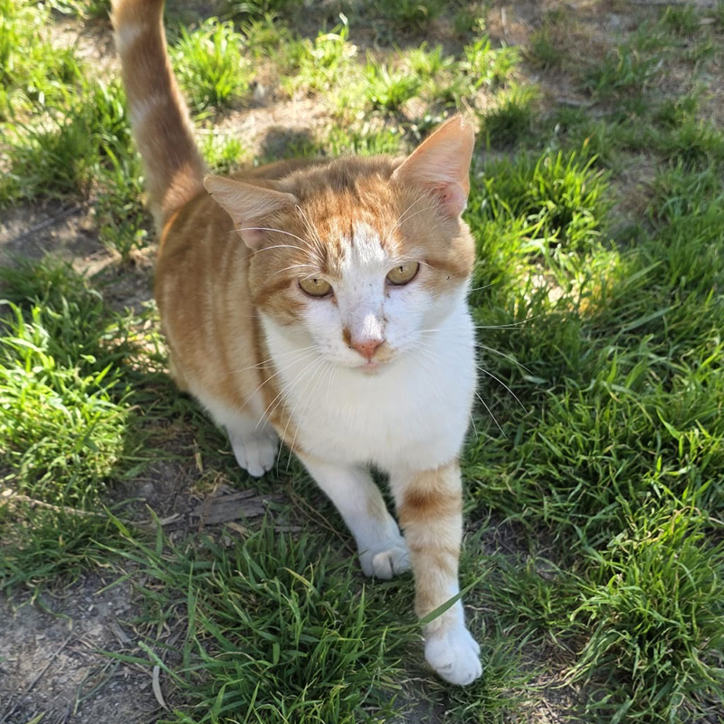 Mandarino
